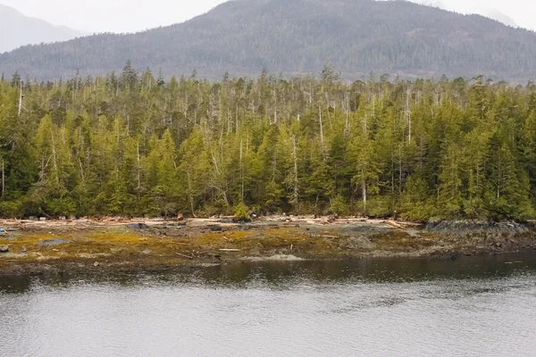 松やモミの木アラスカの海岸 — ストック写真