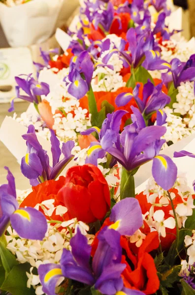 Пурпурна квітка білий і червоний фон — стокове фото