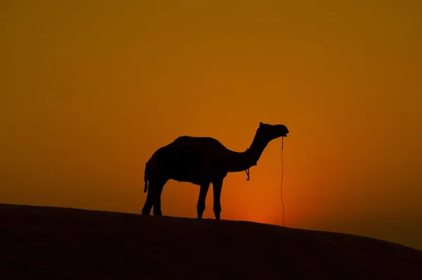 Ensam kamel — Stockfoto
