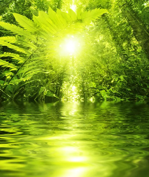 Floresta tropical e rio — Fotografia de Stock