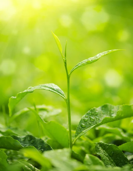 Tea Leaf — Stock Photo, Image
