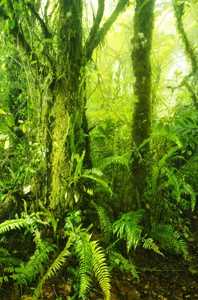 コケに覆われた森林 — ストック写真