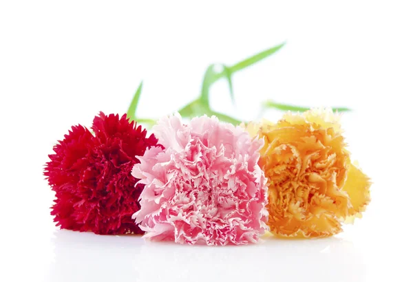 Carnation bloem — Stockfoto
