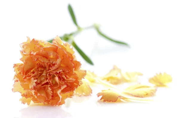 Carnation and petal — Stock Photo, Image