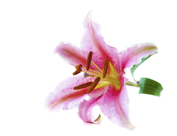 Roze tiger lily — Stockfoto
