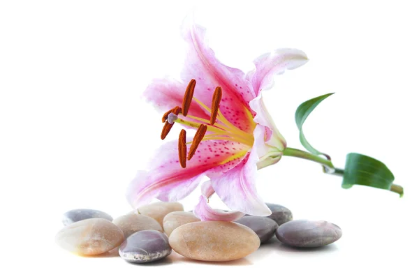 Рожева лілія і галька — стокове фото