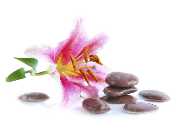 Pembe lily ve taşlar — Stok fotoğraf
