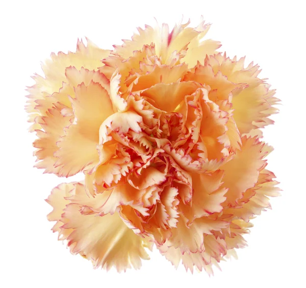 Goud carnation bloem — Stockfoto