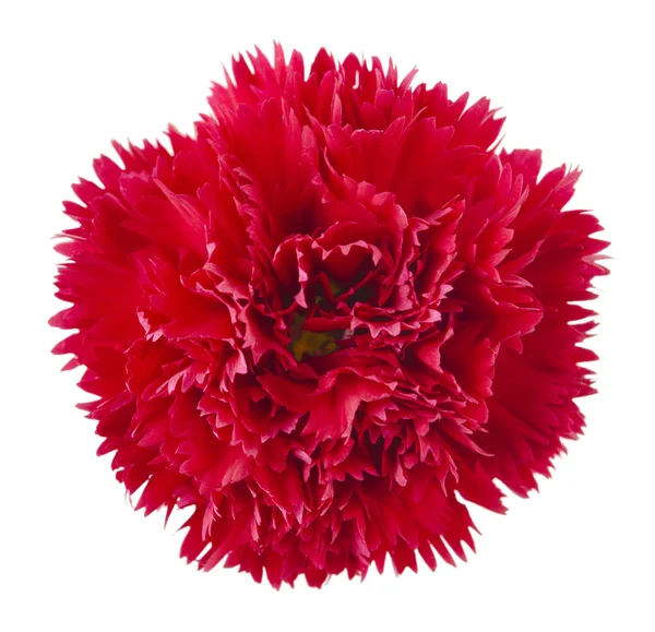 Rode carnation bloem — Stockfoto