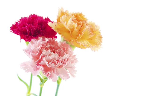 ดอกคาร์เนชั่น — ภาพถ่ายสต็อก