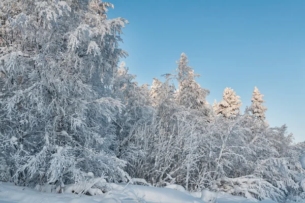 Inverno floresta coberta de neve no fundo do céu azul — Fotografia de Stock