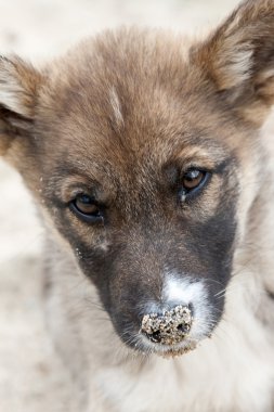 Köpekler yüzüne yakın çekim