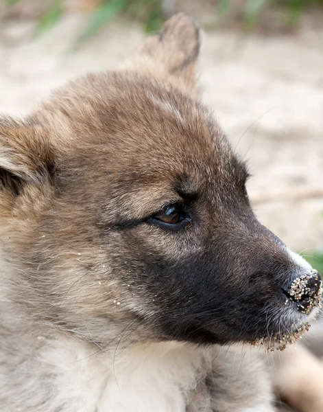 Stock image Portrait of a puppy in profile