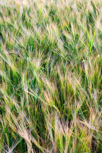 Зелена пшениця в полі . — стокове фото