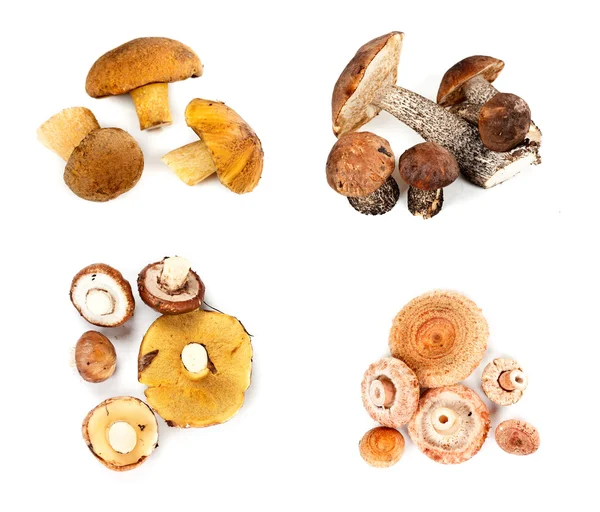 Różne grzyby rozłożony na cztery stosy — Zdjęcie stockowe