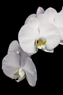 siyah arka plan üzerine izole güzel phalaenopsis orkide