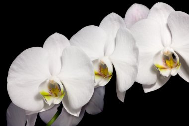 siyah arka plan üzerine izole güzel phalaenopsis orkide