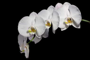 siyah arka plan üzerine izole güzel phalaenopsis orkide