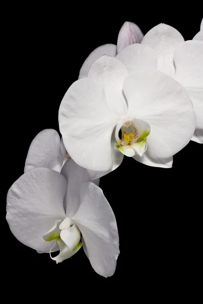 stock image Beautiful Phalaenopsis Orchids isolated on black background