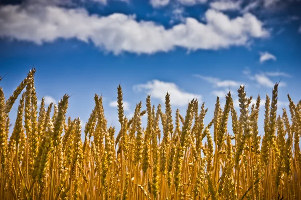 Złote pole pszenicy z błękitnym niebem w tle — Zdjęcie stockowe