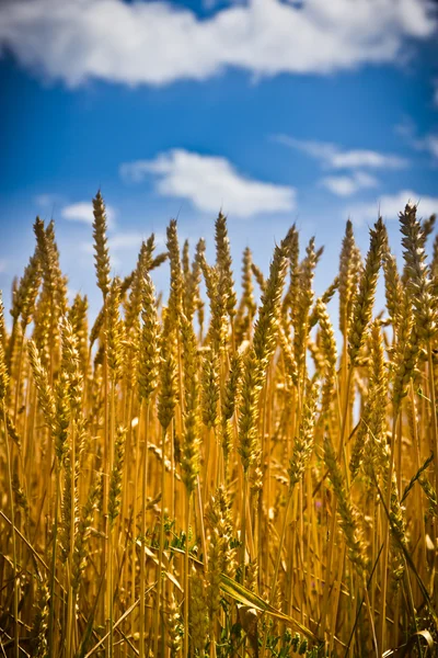 Złote pole pszenicy z błękitnym niebem w tle — Zdjęcie stockowe