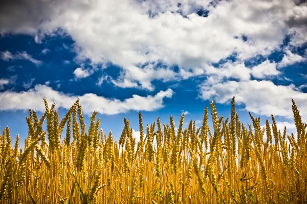 青空を背景に金色の麦畑 — ストック写真