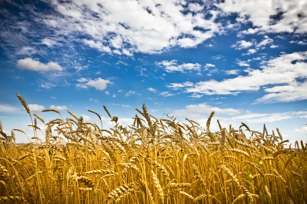 Campo de trigo dorado con cielo azul en el fondo — Foto de Stock