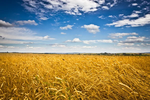 青空を背景に金色の麦畑 — ストック写真