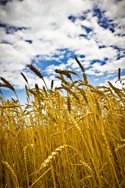 Золотое пшеничное поле на фоне голубого неба — стоковое фото