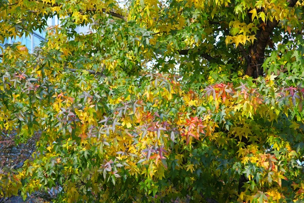 Листяні листя — стокове фото