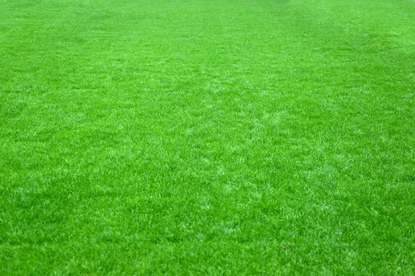 Football grass — Stock Photo, Image