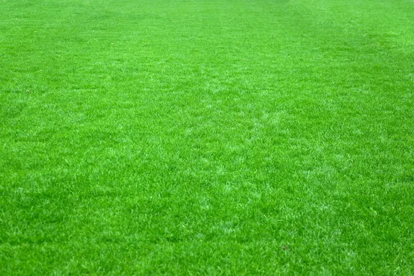 Stock image Football grass