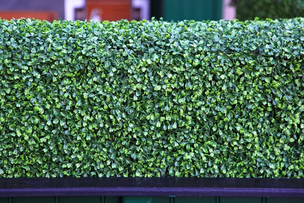 Hedge verde — Fotografia de Stock