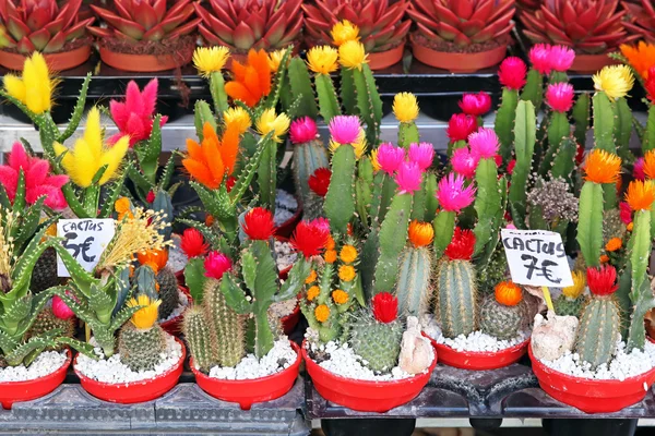 Kaktusblüte — Stockfoto