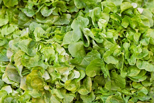 Zelený salát — Stock fotografie