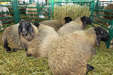 Sheep pen clipart