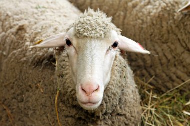 Sheep portrait clipart