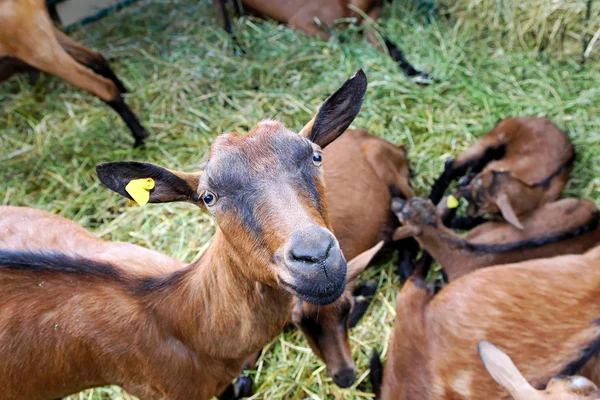 Brązowy koza — Zdjęcie stockowe