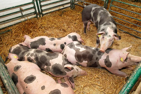 돼지 농장 — 스톡 사진