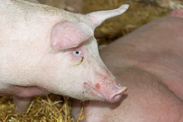 Perfil de porco — Fotografia de Stock