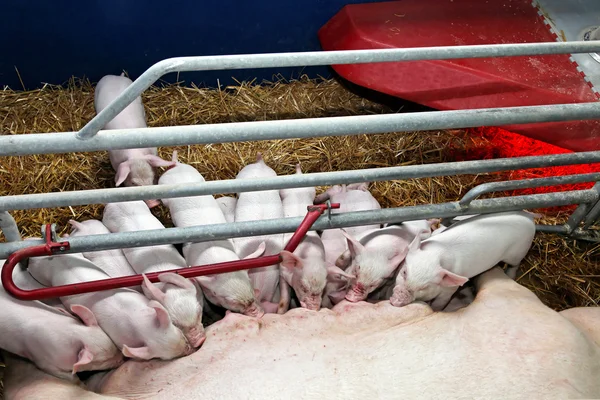 Pigglets — Zdjęcie stockowe