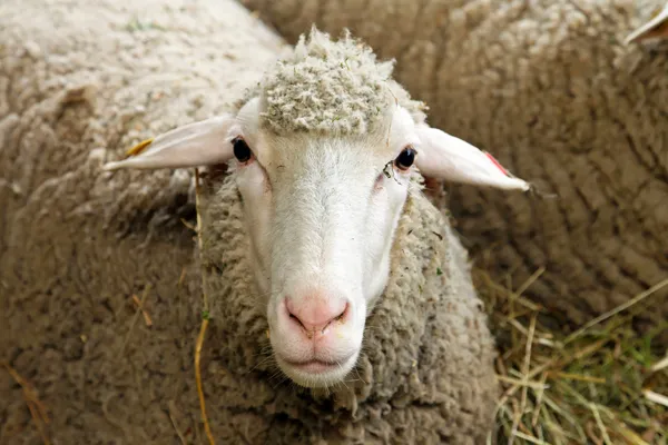stock image Sheep portrait