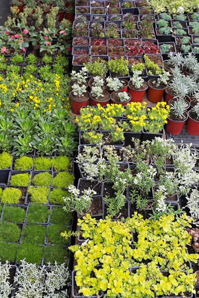 Växter plantskola — Stockfoto