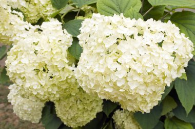 Hydrangea macrophylla (beyaz HORTENSIA)