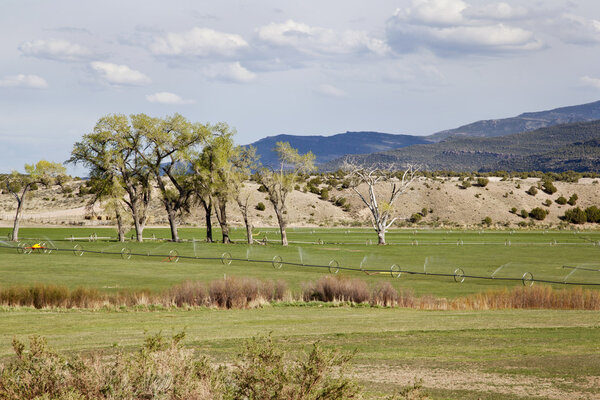 Irrigated meadow in mountain valley