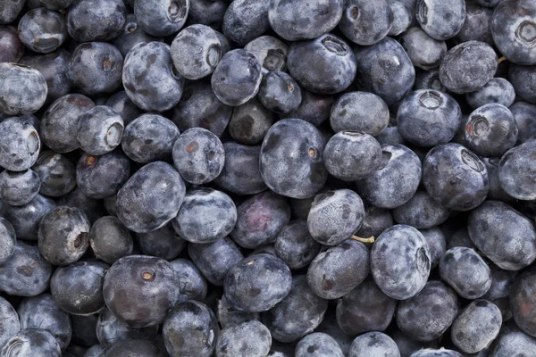 stock image Blueberry texture background