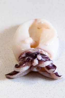 Fresh Squid