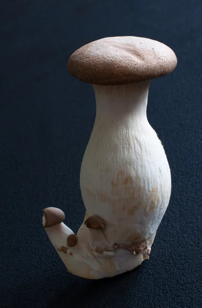 왕 굴 버섯 — 스톡 사진