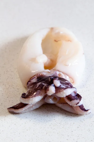 Fresh Squid — Stock Photo, Image