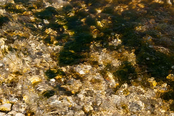 Βρύα και θάλασσα ζιζανίων καλύπτονται βράχια — Φωτογραφία Αρχείου